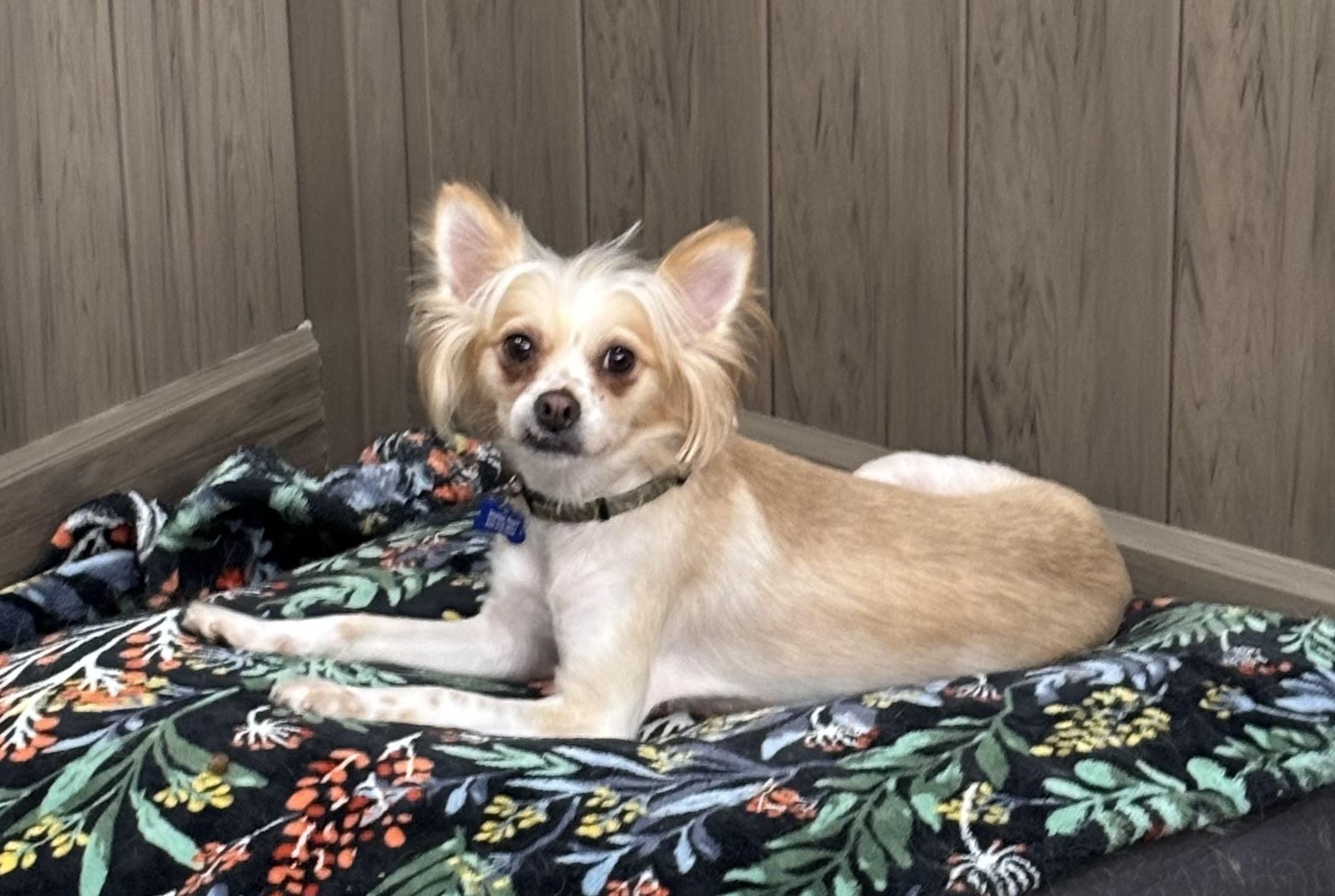 Enlarge Jodie Pawster , a ADOPTABLE mixed breed in Thousand Oaks, CA image 1/3