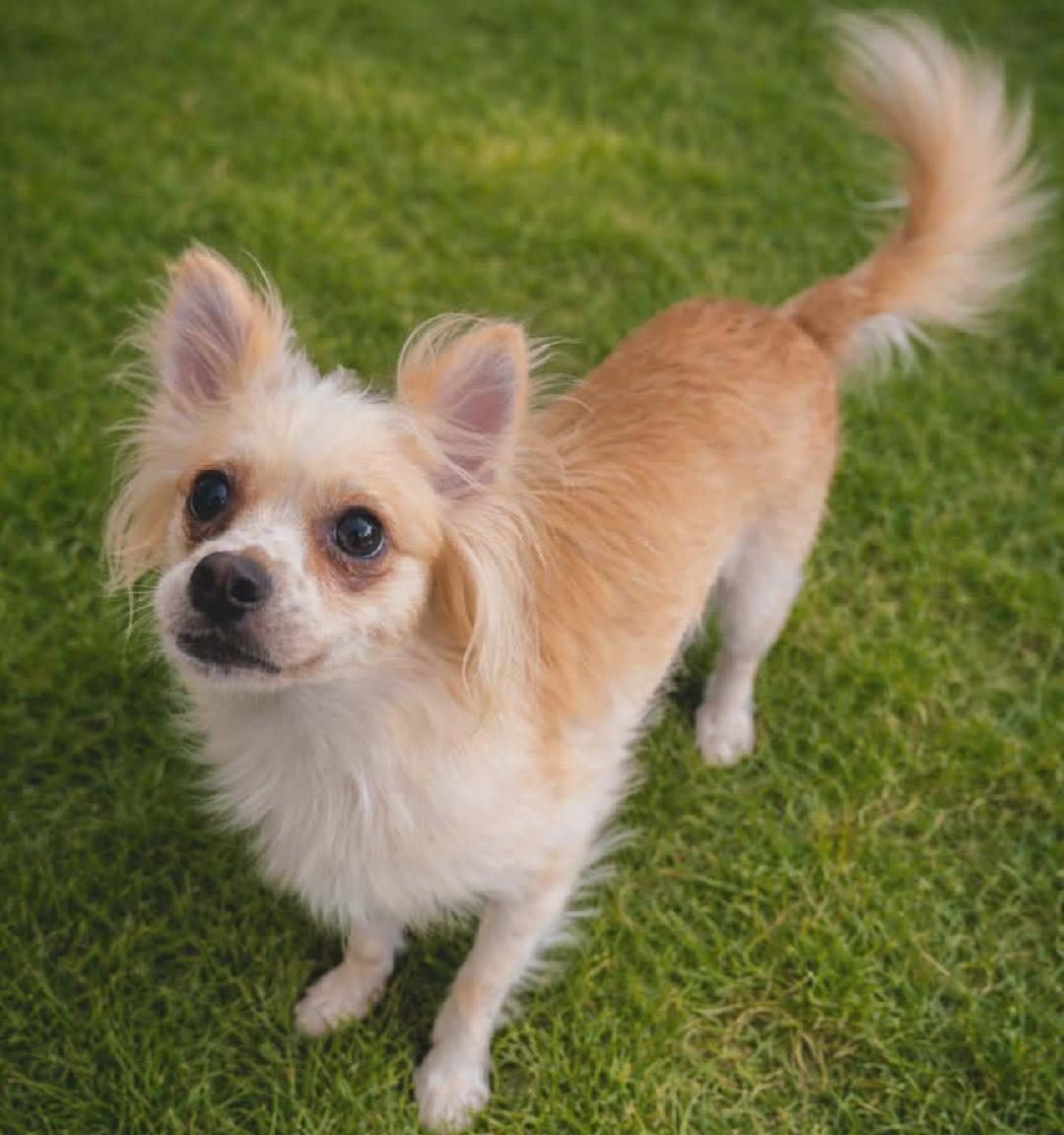 Enlarge Jodie Pawster , a ADOPTABLE mixed breed in Thousand Oaks, CA image 2/3