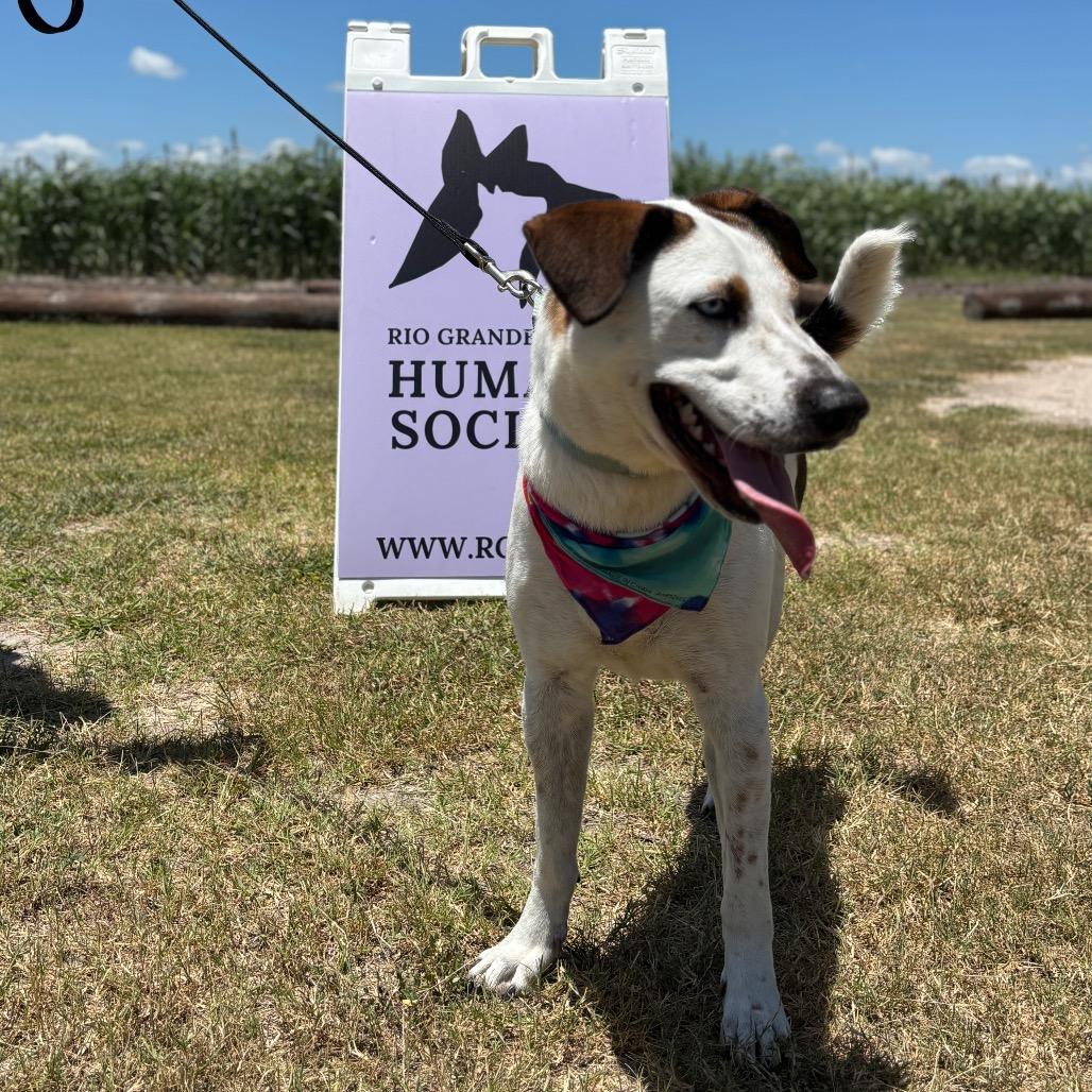 Enlarge Long John Silver, a Adoptable Hound in Harlingen, TX image 1/2