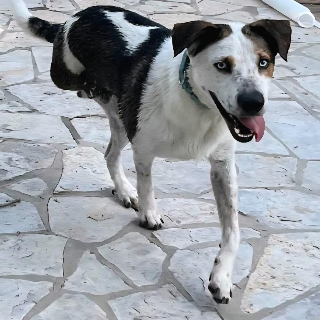 Enlarge Long John Silver, a Adoptable Hound in Harlingen, TX image 2/2