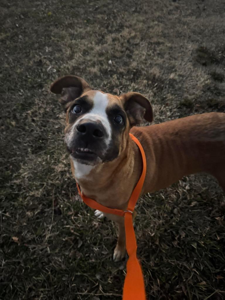 Farrah, a Adoptable Boxer in Ada, OK image 1/2