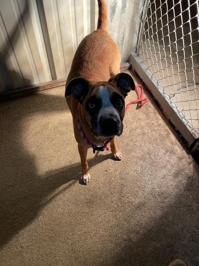 Farrah, a Adoptable Boxer in Ada, OK image 2/2