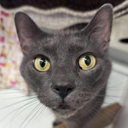 Enlarge Dior (ID 50716/887), an adopted Domestic Short Hair in Manassas, VA image 1/5