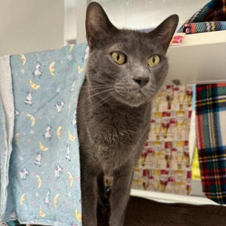 Enlarge Dior (ID 50716/887), an adopted Domestic Short Hair in Manassas, VA image 2/5