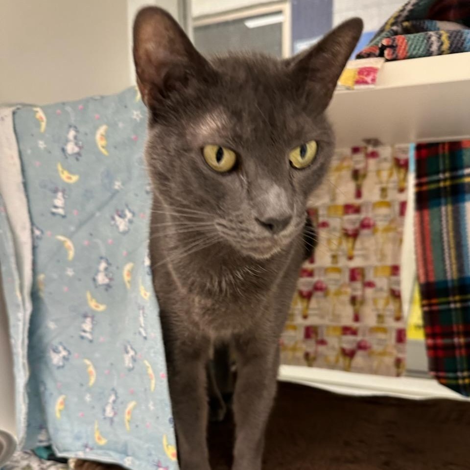 Enlarge Dior (ID 50716/887), an adopted Domestic Short Hair in Manassas, VA image 3/5