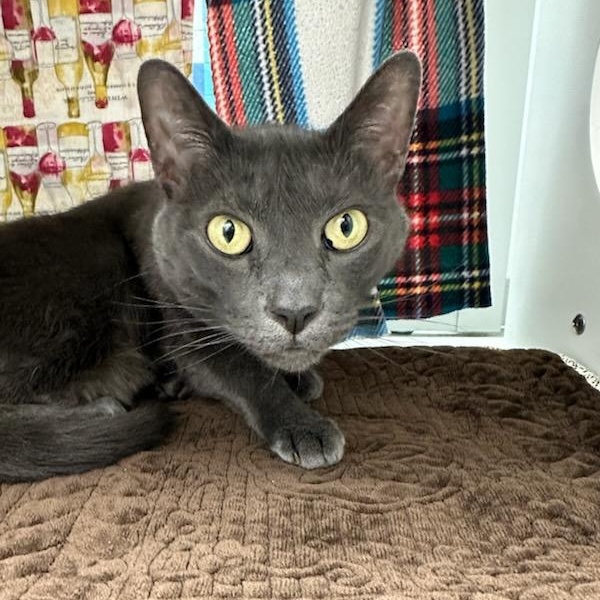 Enlarge Dior (ID 50716/887), an adopted Domestic Short Hair in Manassas, VA image 5/5