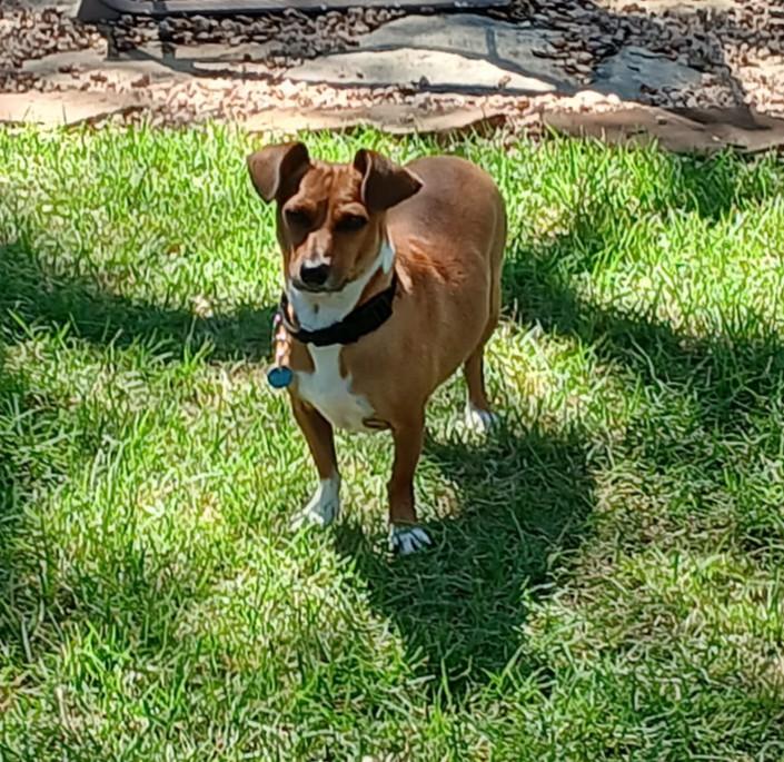 Arnie, Adoptable, Young Male Dachshund & Mixed Breed.