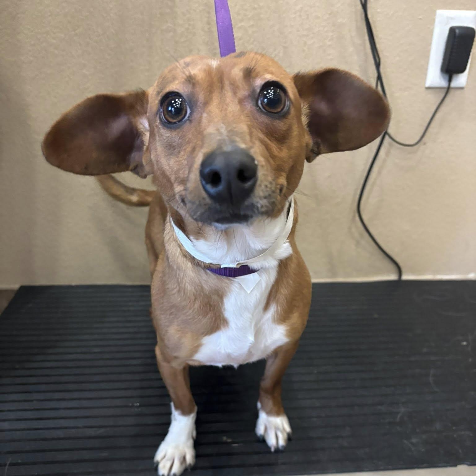 Enlarge Arnie, a Adoptable mixed breed in Victoria, BC image 3/6
