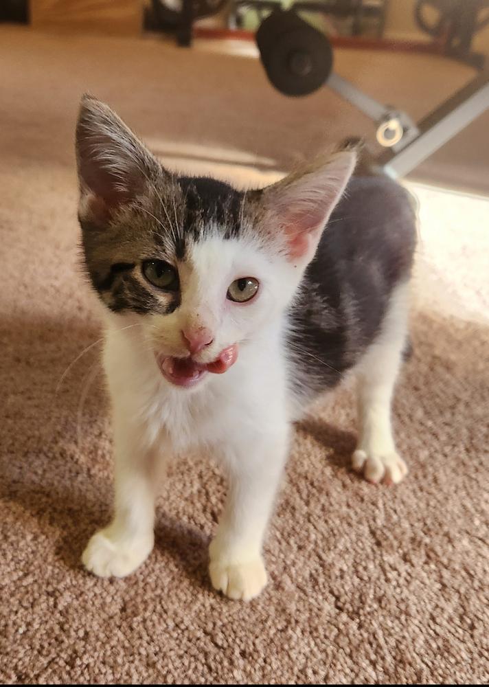 Slinky, Adoptable, Kitten Male Domestic Short Hair.