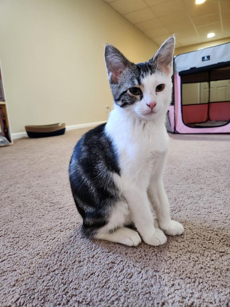 Enlarge Slinky, a Adoptable mixed breed in Wheaton, IL image 2/5