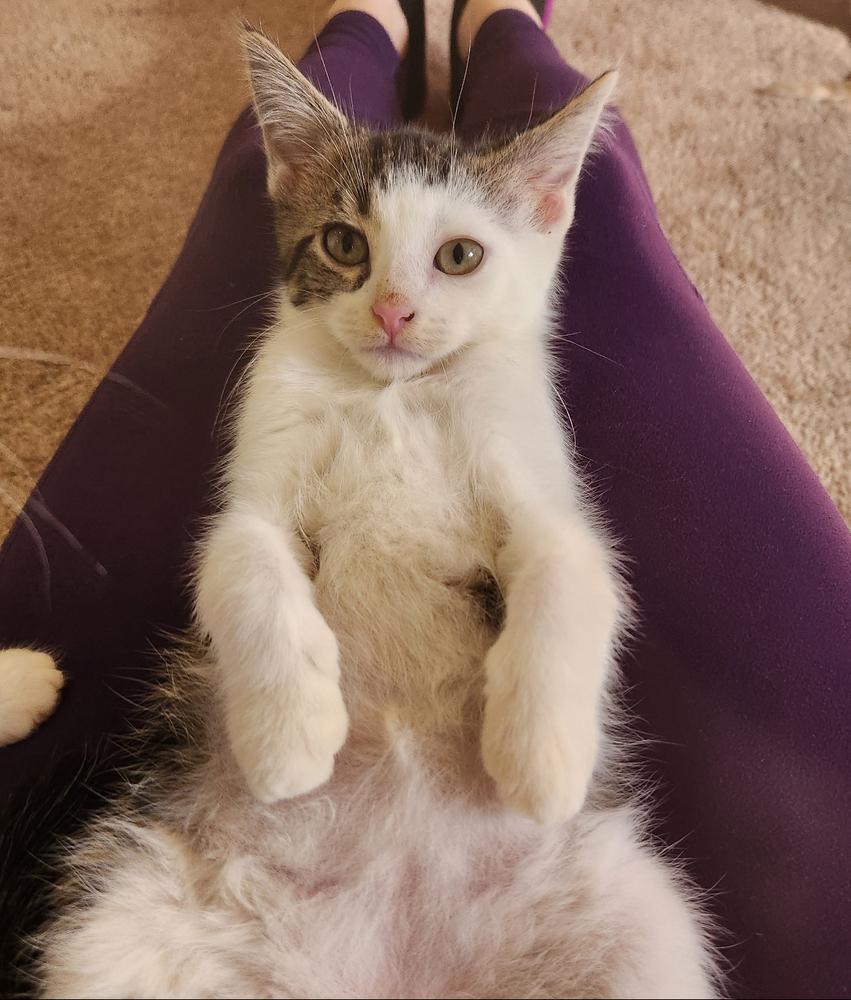 Enlarge Slinky, a Adoptable mixed breed in Wheaton, IL image 3/5