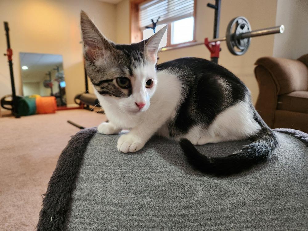 Enlarge Slinky, a Adoptable mixed breed in Wheaton, IL image 4/5