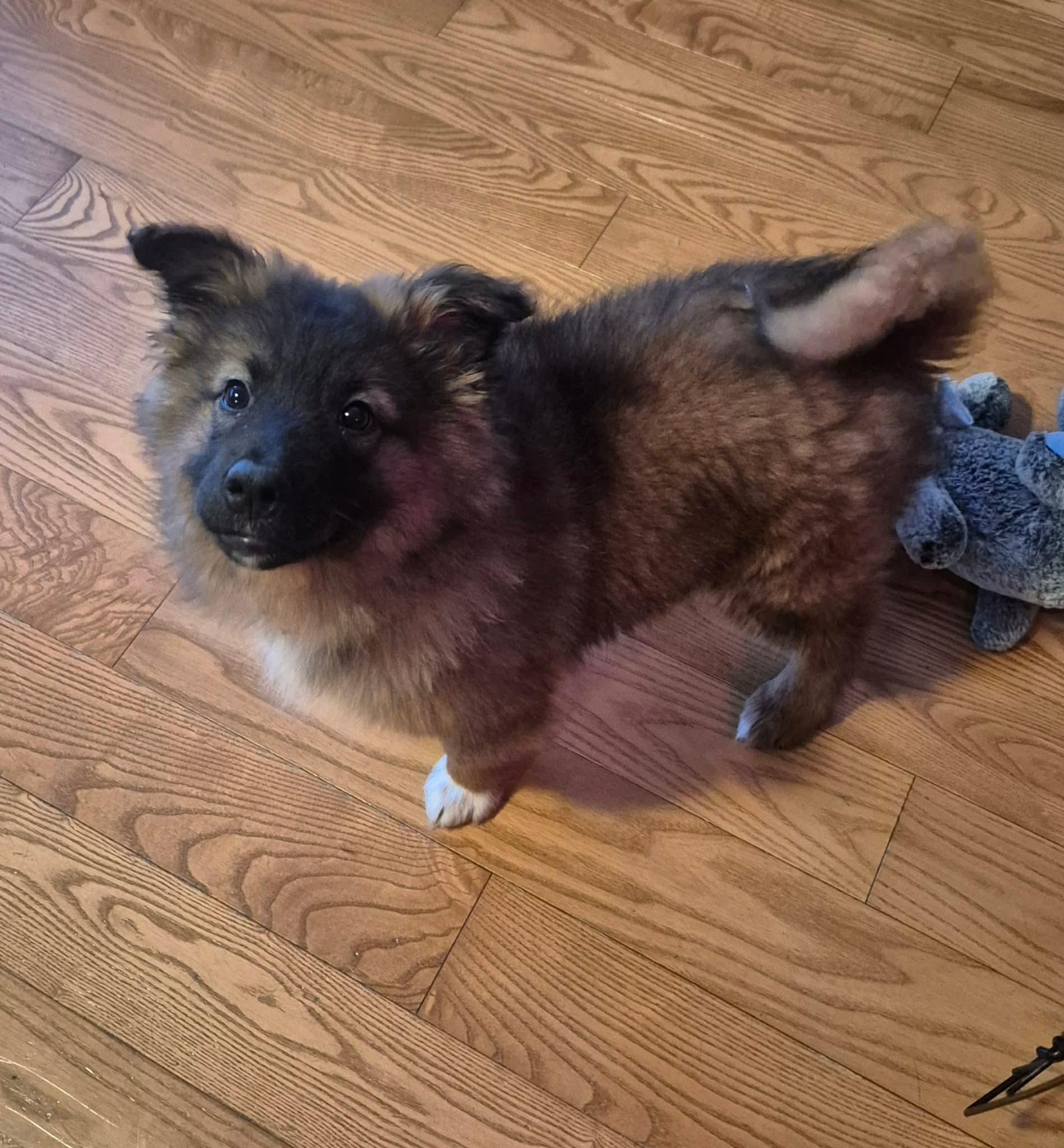 Orbit, a ADOPTABLE mixed breed in Cambridge, ON image 5/6