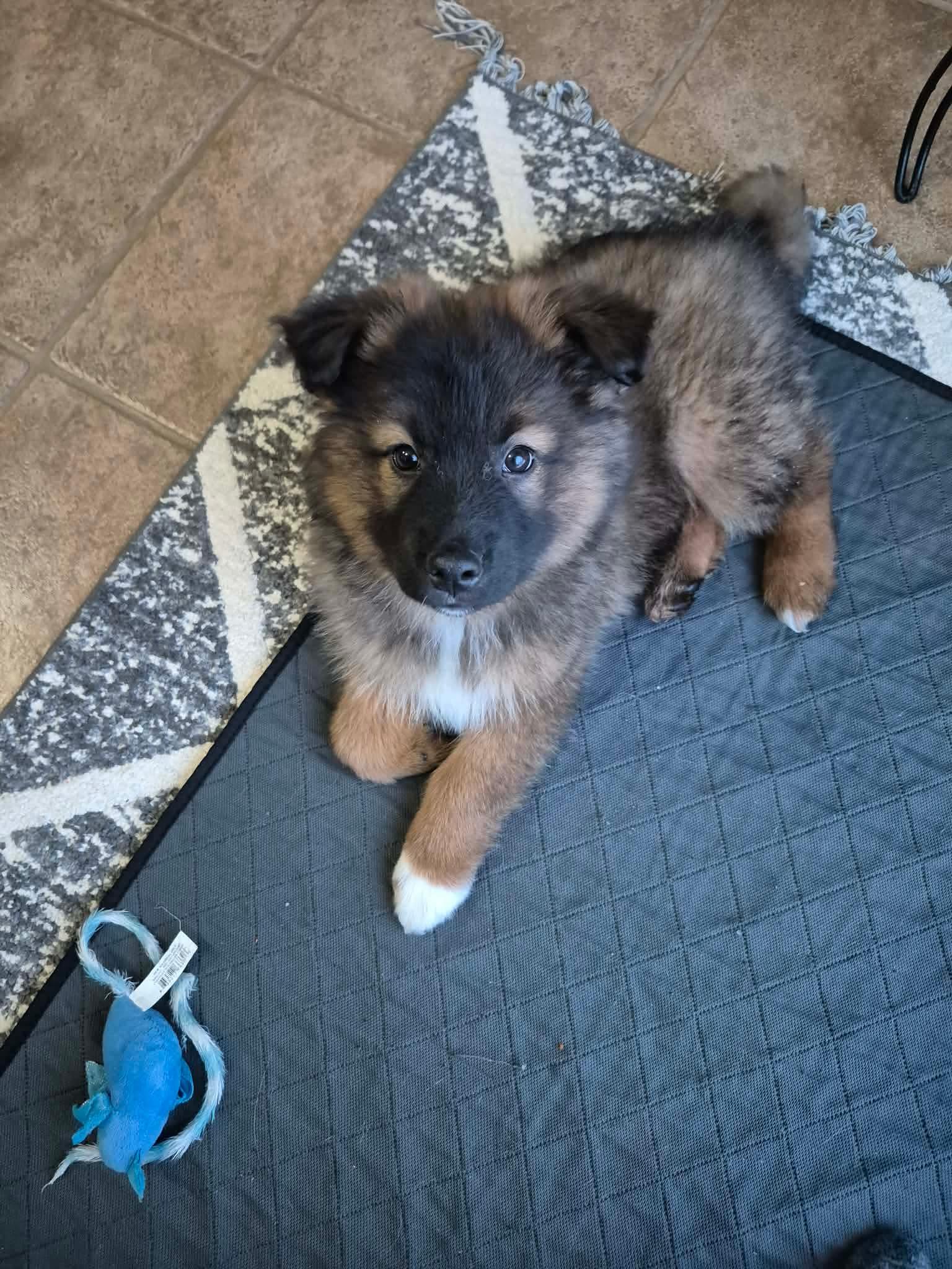 Orbit, a ADOPTABLE mixed breed in Cambridge, ON image 2/6