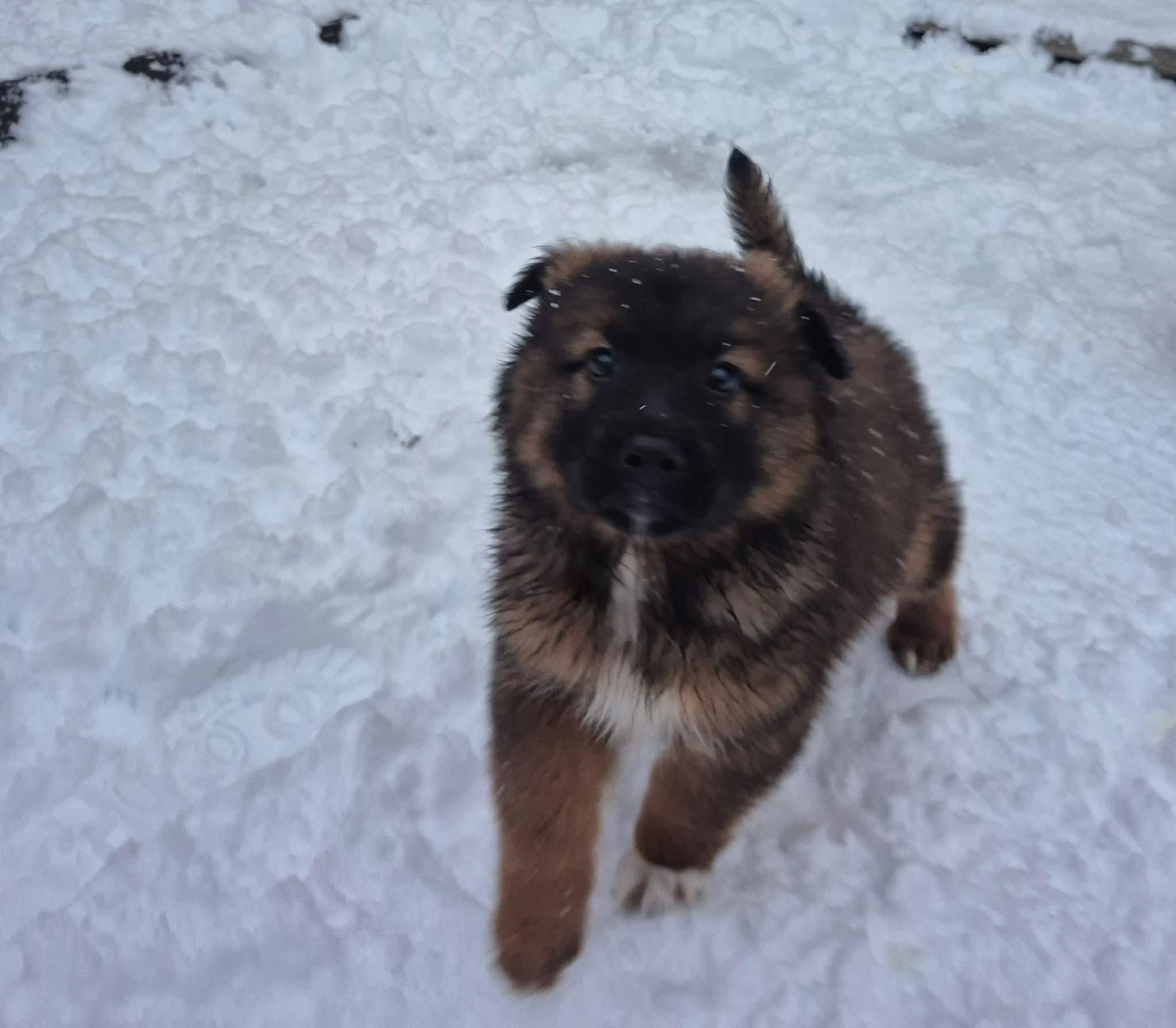Orbit, a ADOPTABLE mixed breed in Cambridge, ON image 6/6