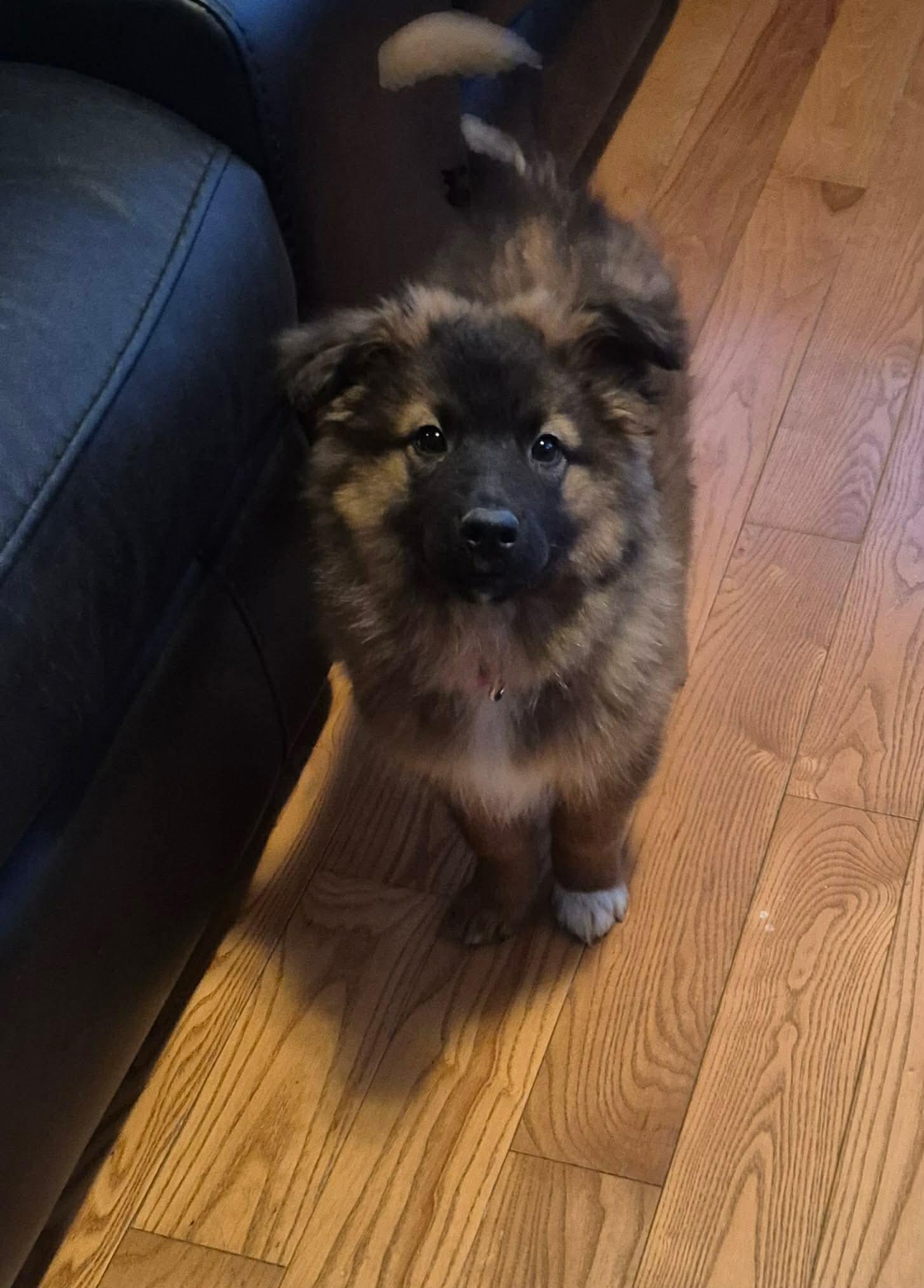 Orbit, a ADOPTABLE mixed breed in Cambridge, ON image 4/6