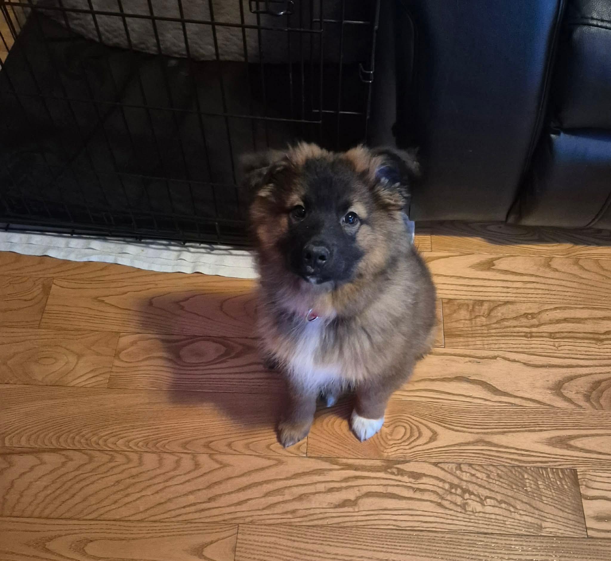 Orbit, a ADOPTABLE mixed breed in Cambridge, ON image 3/6