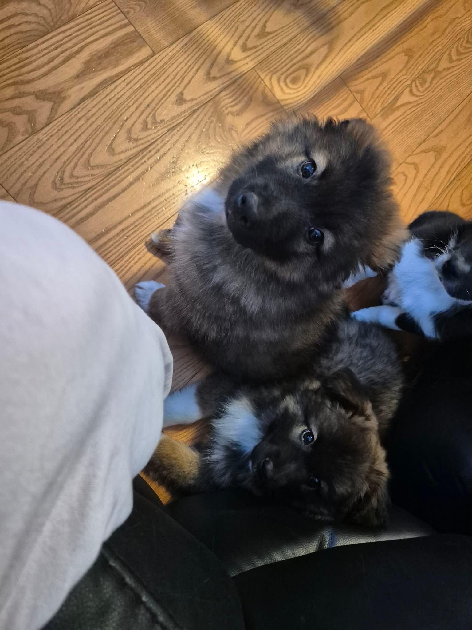 Orbit, ADOPTABLE, Puppy Male Australian Shepherd & Norwegian Elkhound.