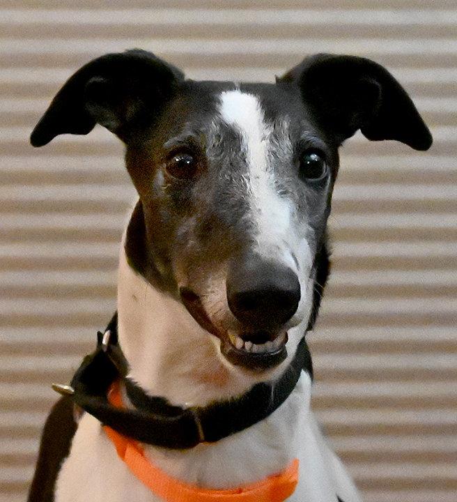 Baretta, Adoptable, Adult Female Greyhound.