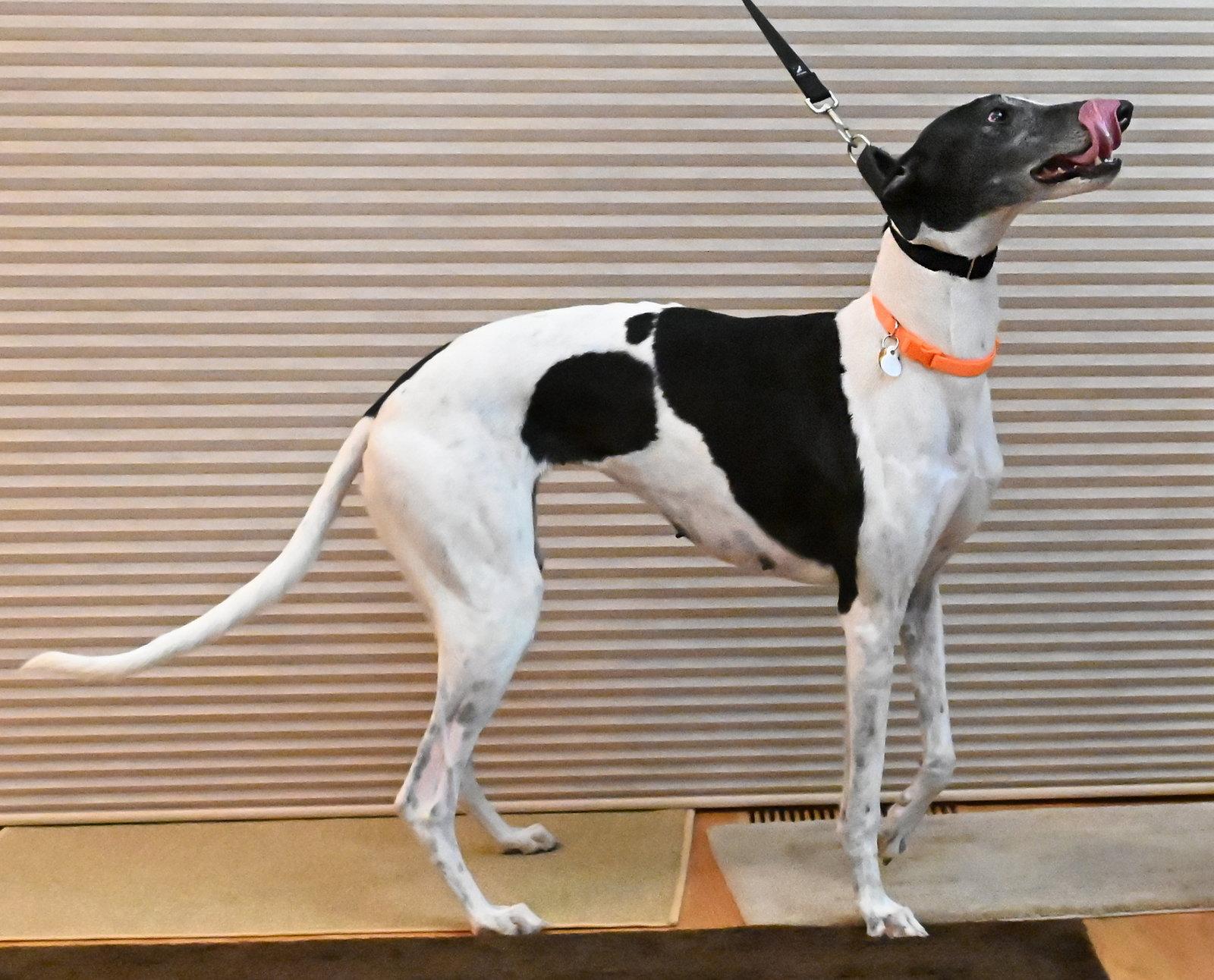 Enlarge Baretta, a Adoptable Greyhound in Minneapolis, MN image 2/3