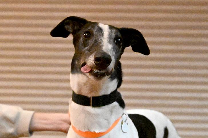 Enlarge Baretta, a Adoptable Greyhound in Minneapolis, MN image 3/3