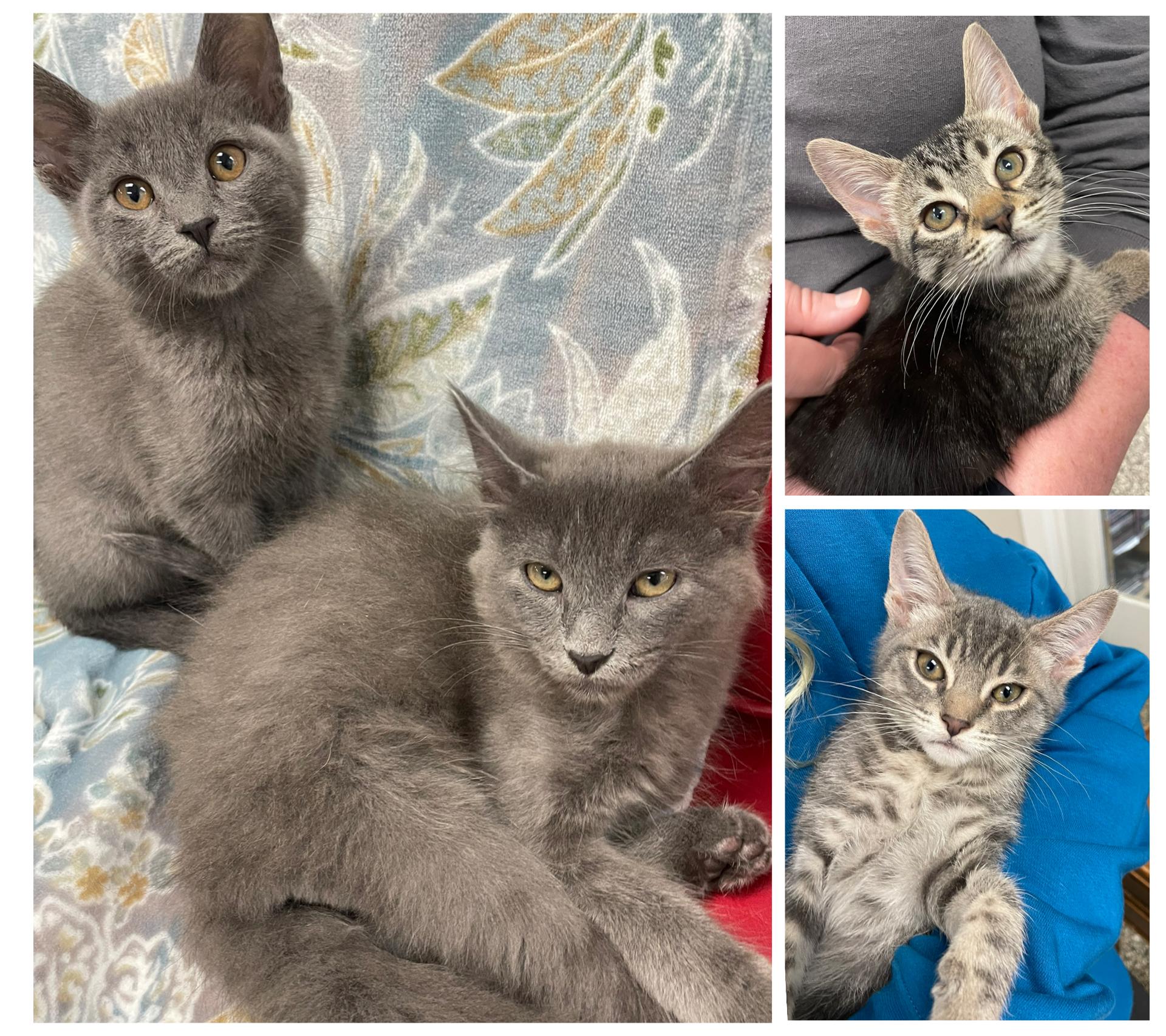 Tofu, a Adoptable Domestic Short Hair in Fernandina Beach, FL image 3/3