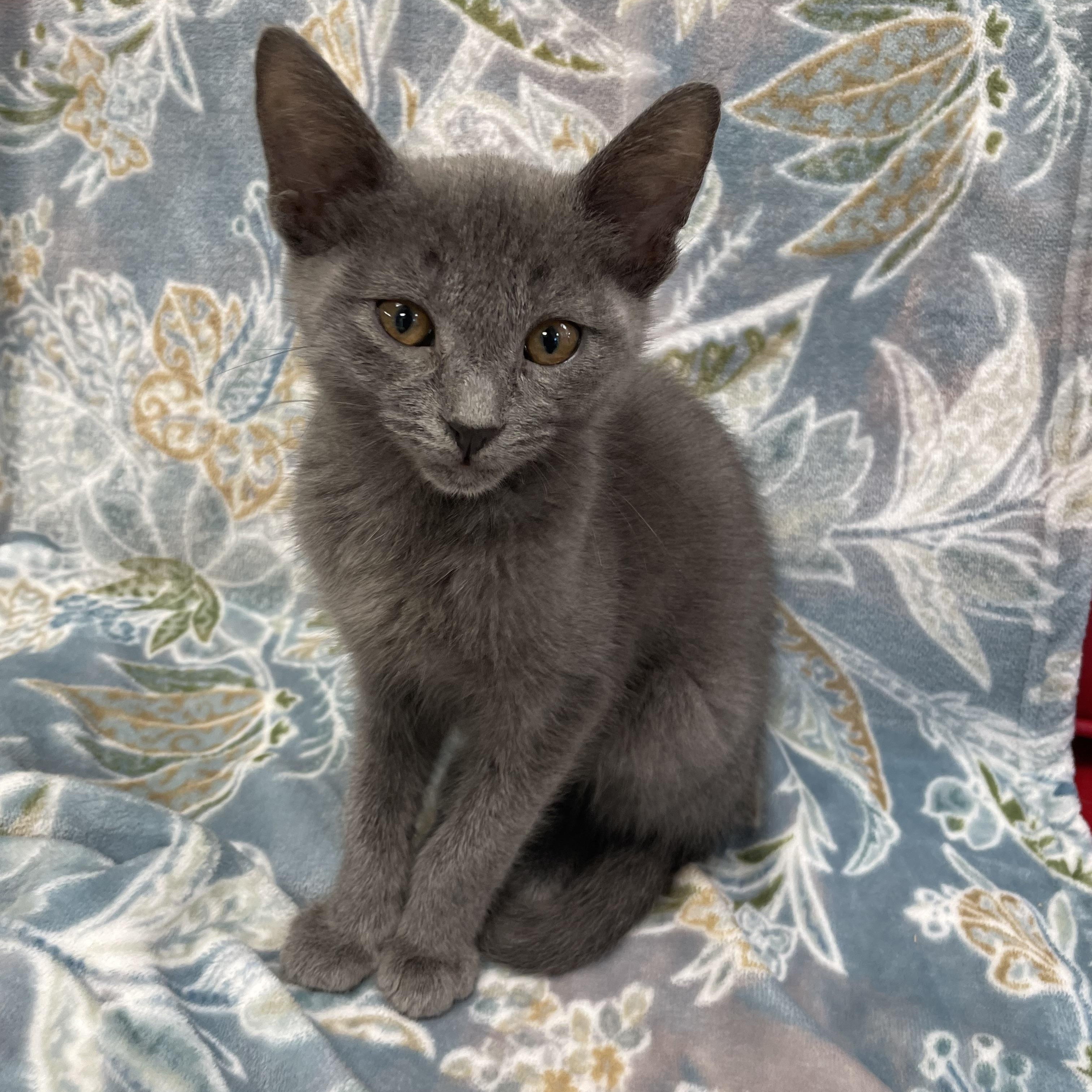 Tofu, Adoptable, Kitten Male Domestic Short Hair.