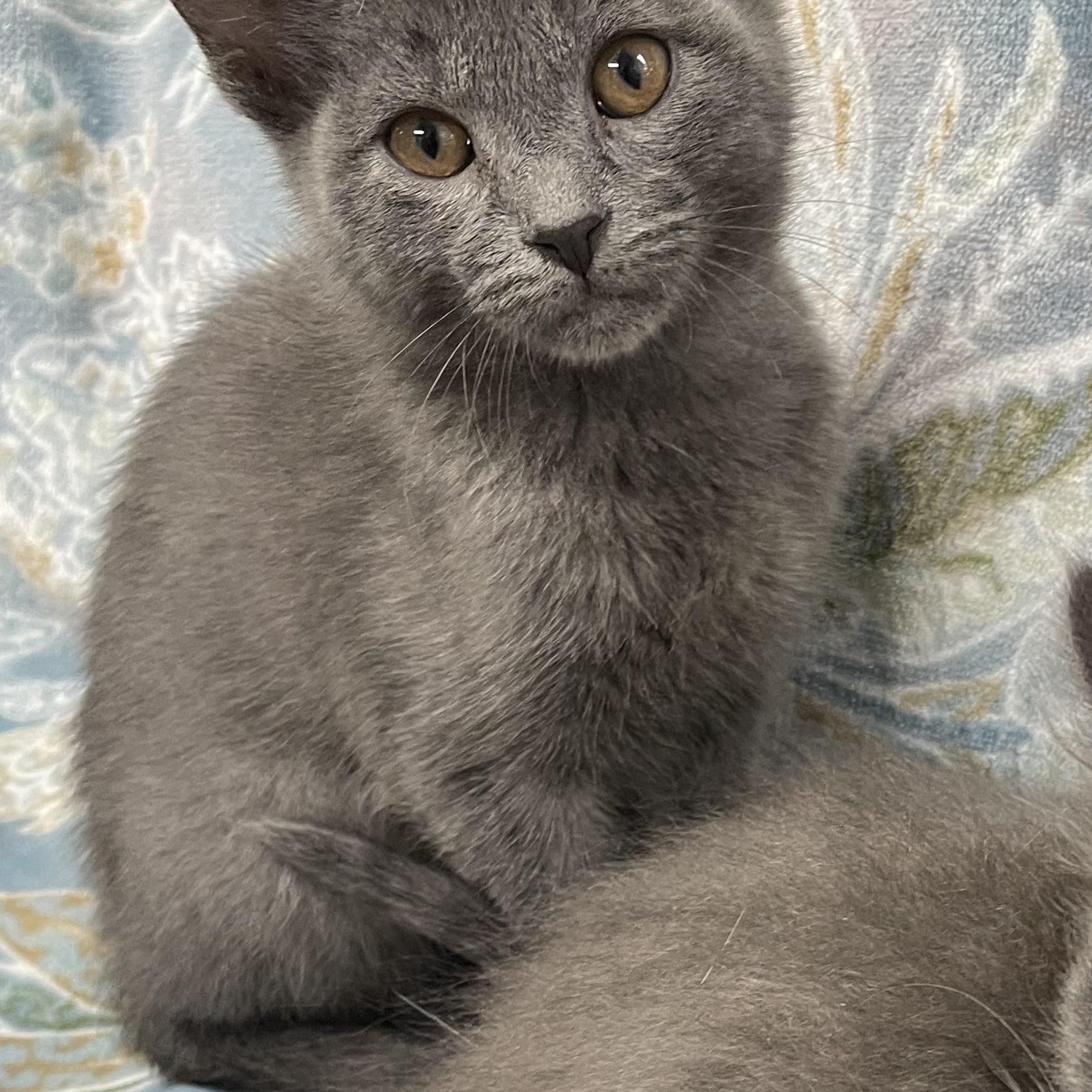 Tofu, a Adoptable Domestic Short Hair in Fernandina Beach, FL image 2/3