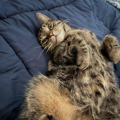Rocky, Adoptable, Adult Male Domestic Short Hair & Mixed Breed.