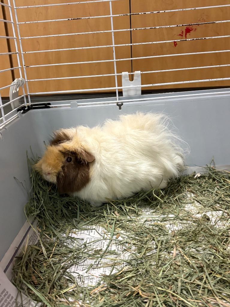 Lilo, Adoptable, Young Male Guinea Pig.