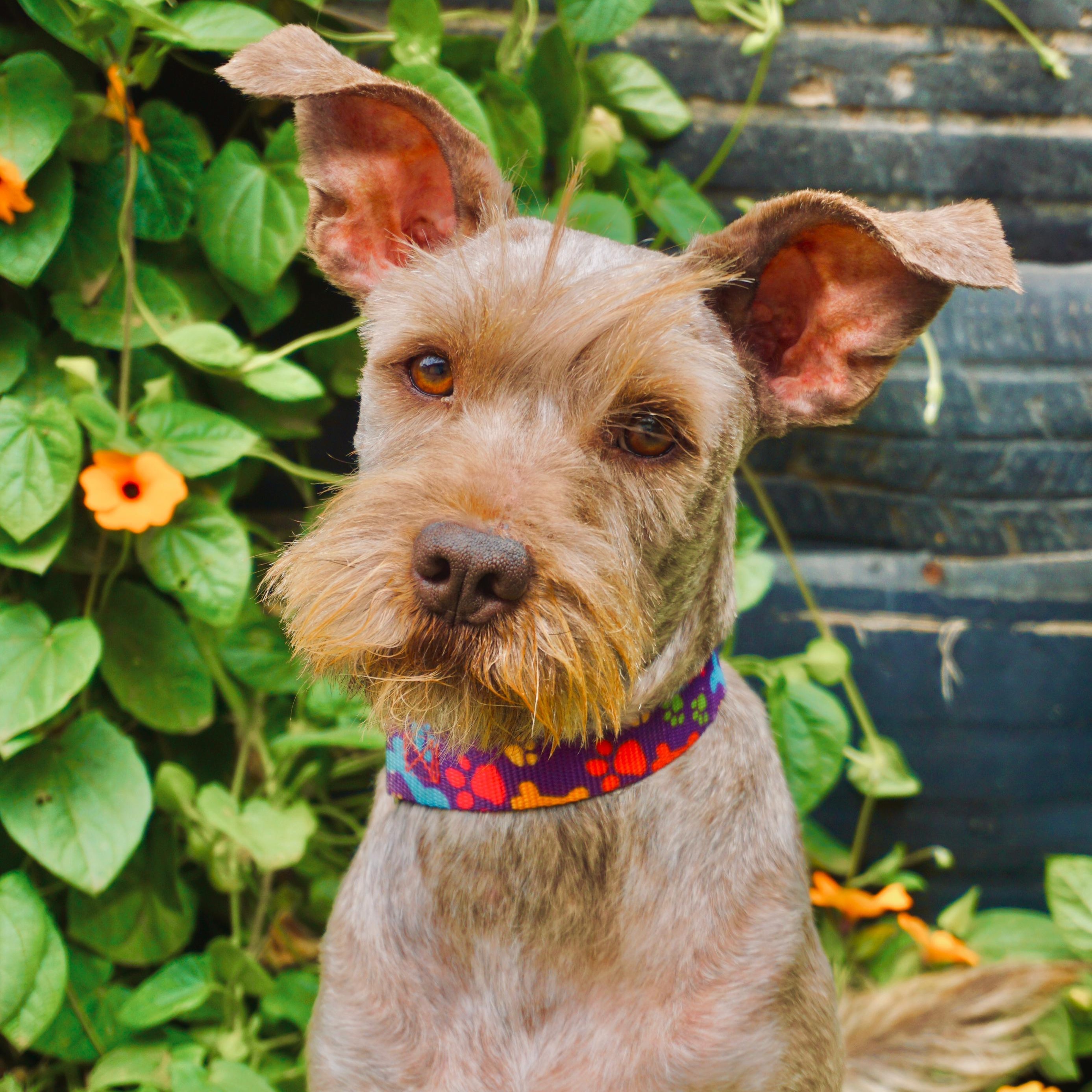 Enlarge Playa, a Adoptable Miniature Schnauzer in San Diego, CA image 1/1