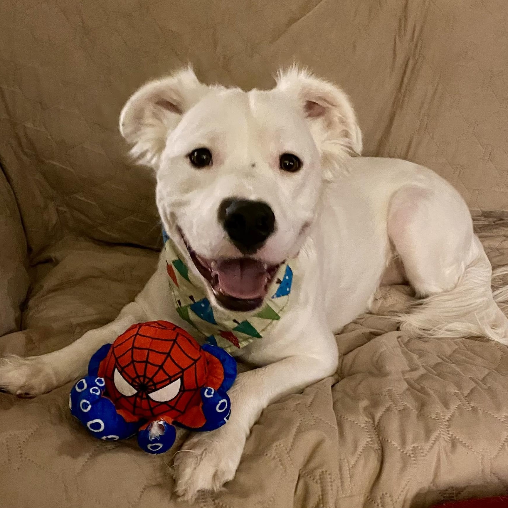 Enlarge Rocky, a Adoptable mixed breed in Bethel, CT image 1/6