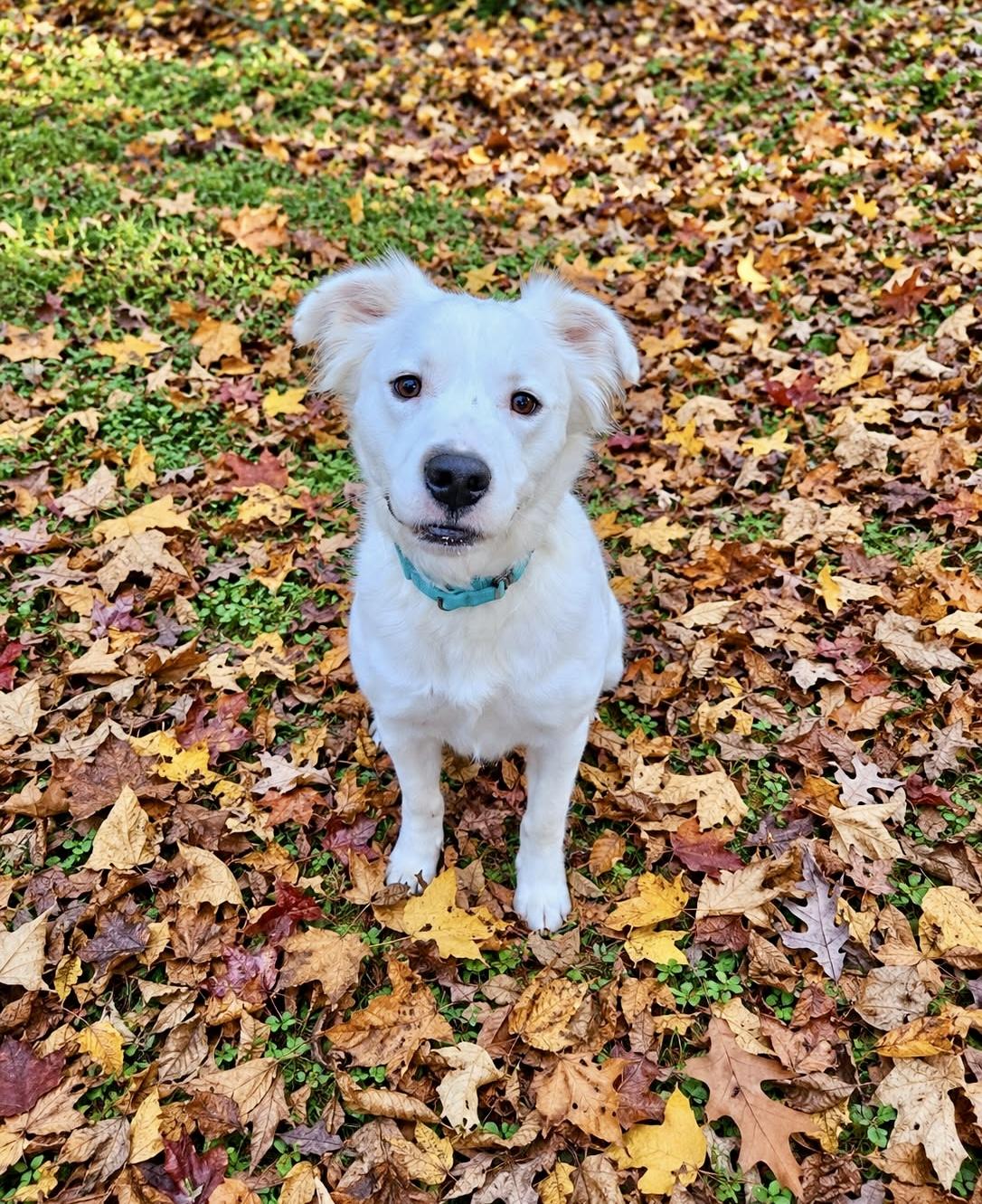 Enlarge Rocky, a Adoptable mixed breed in Bethel, CT image 1/6