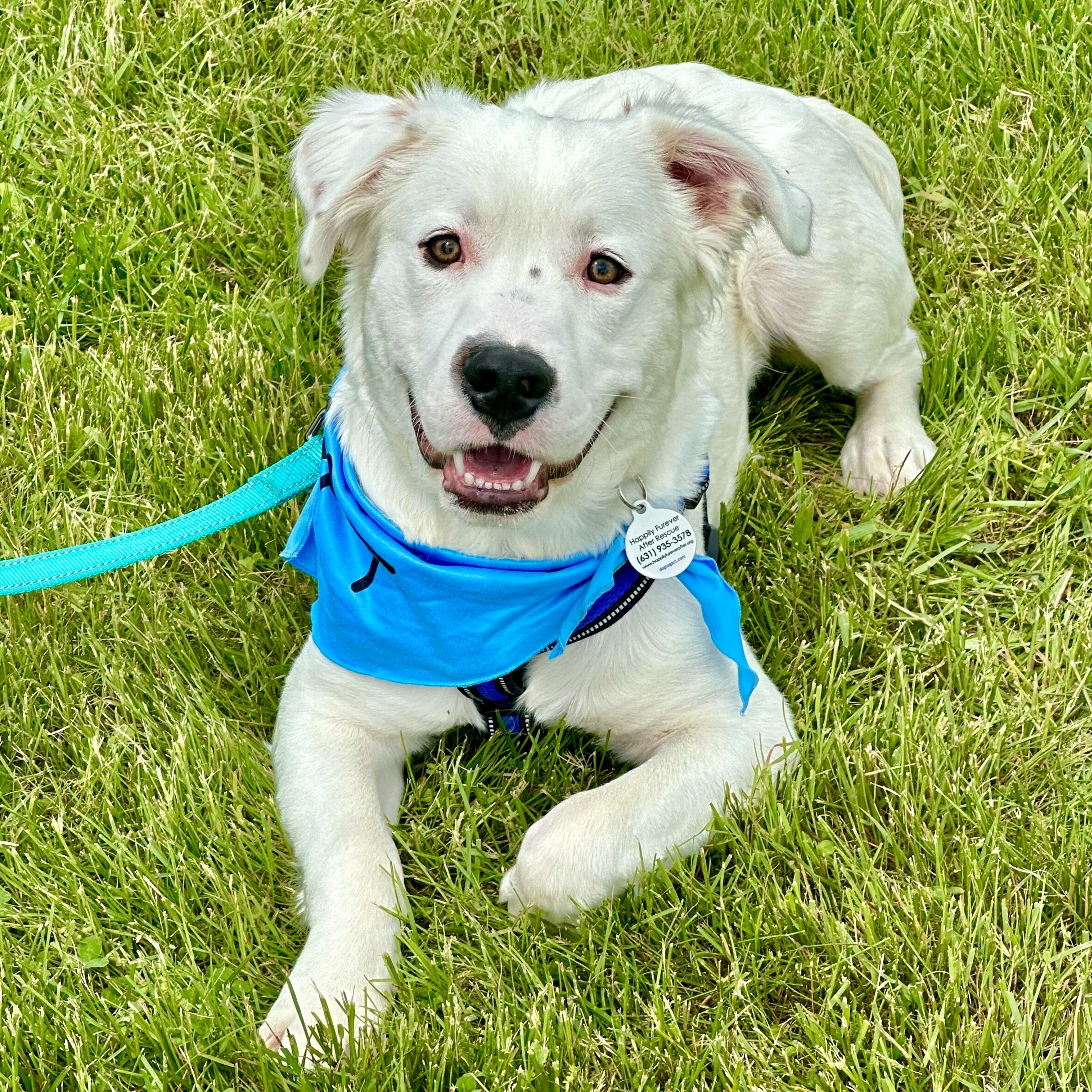 Enlarge Rocky, a Adoptable mixed breed in Bethel, CT image 2/6