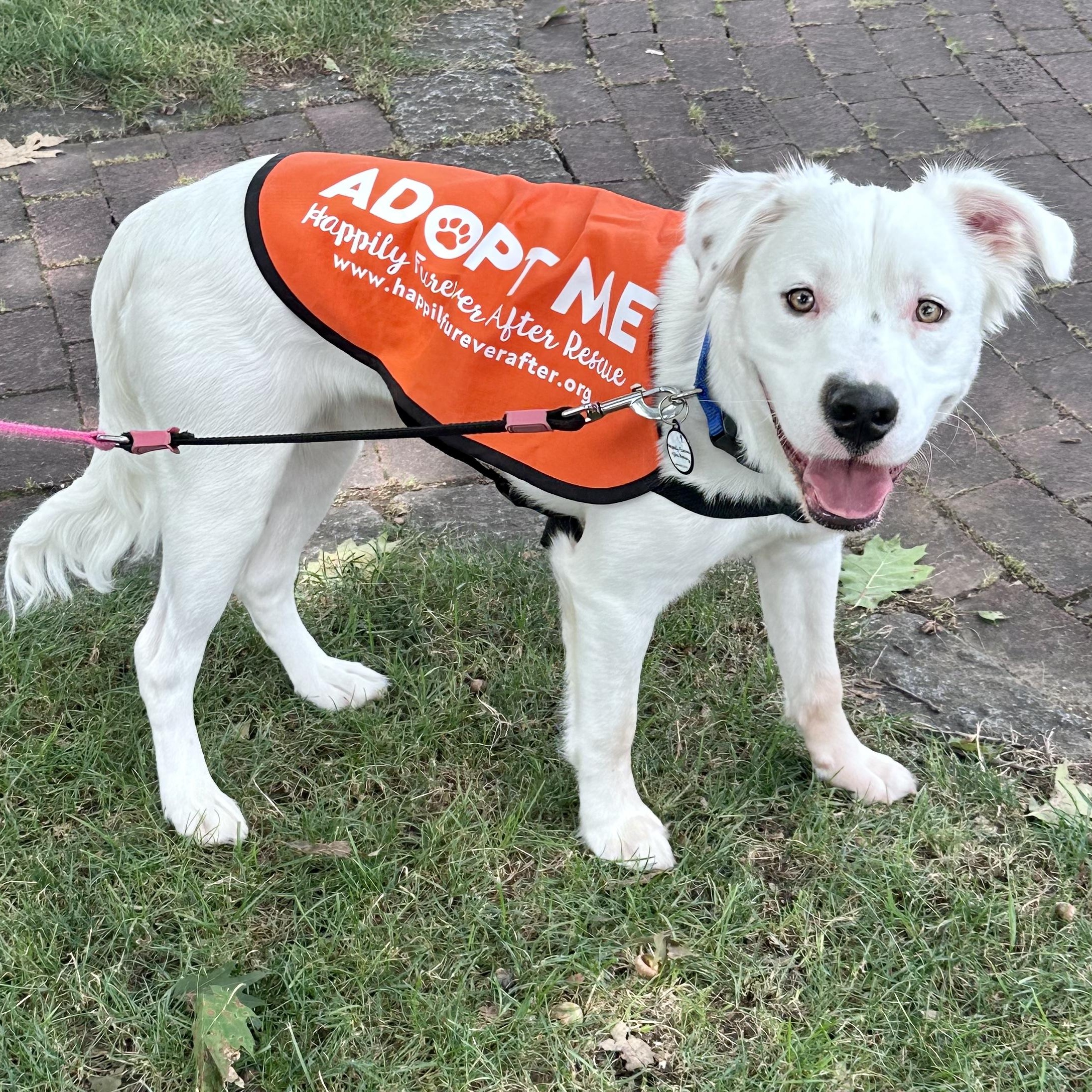Enlarge Rocky, a Adoptable mixed breed in Bethel, CT image 4/6