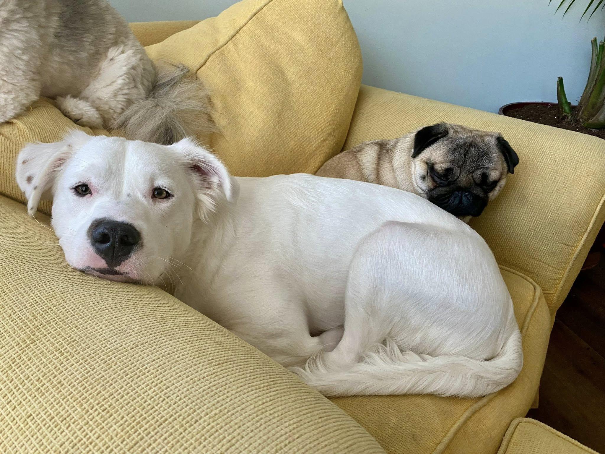 Enlarge Rocky, a Adoptable mixed breed in Bethel, CT image 3/6