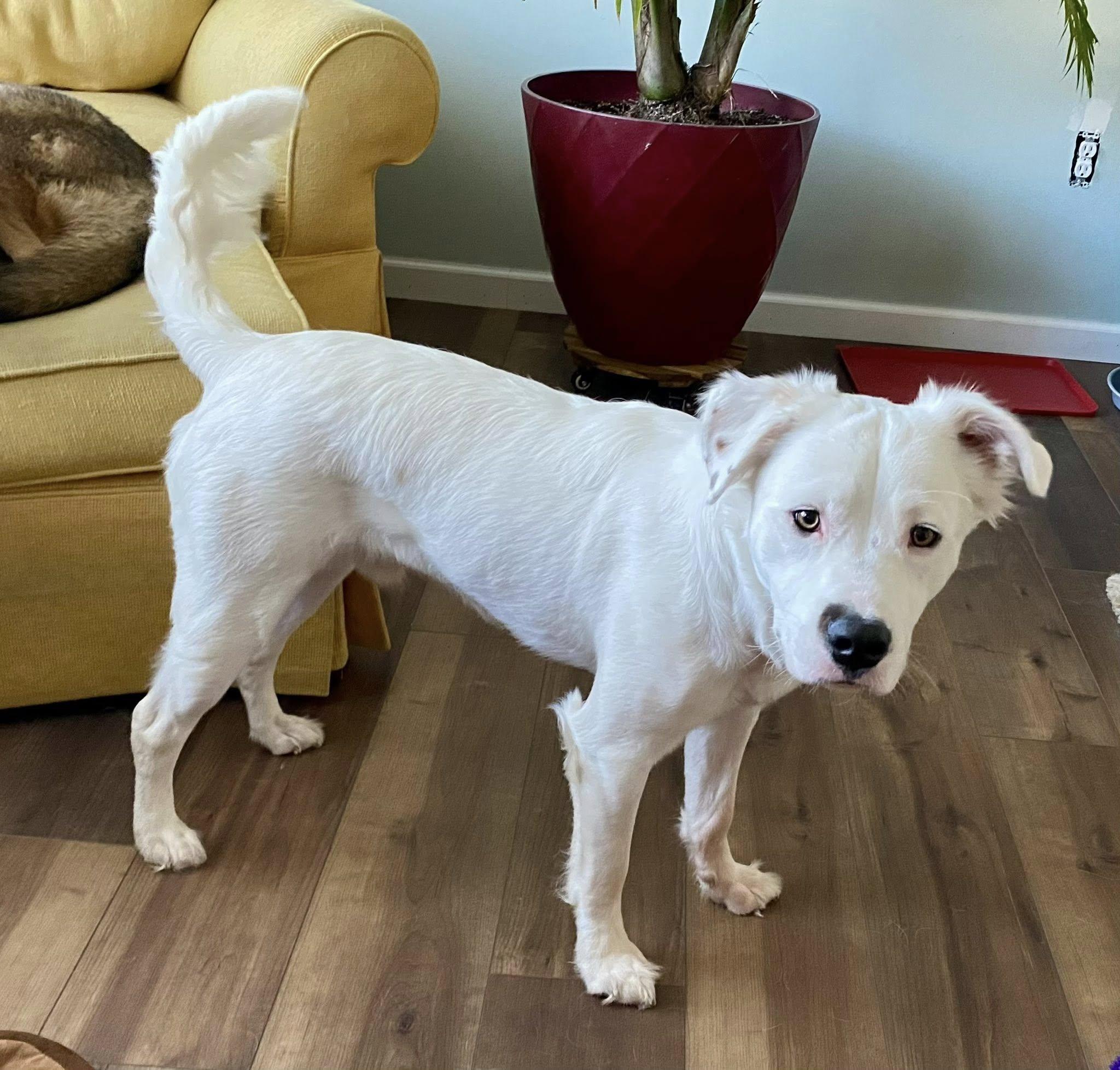 Enlarge Rocky, a Adoptable mixed breed in Bethel, CT image 6/6