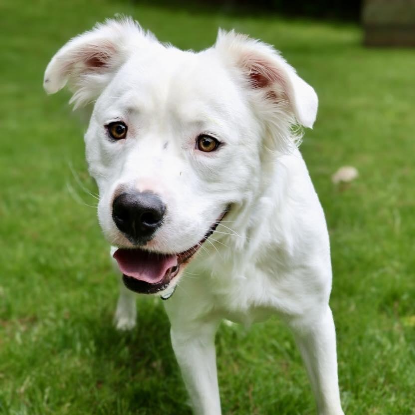 Enlarge Rocky, a Adoptable mixed breed in Bethel, CT image 1/6