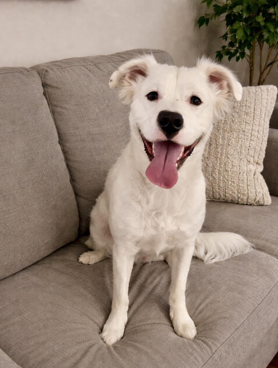 Enlarge Rocky, a Adoptable mixed breed in Bethel, CT image 6/6