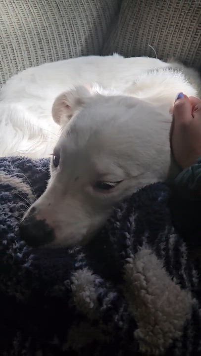 Enlarge Rocky, a Adoptable mixed breed in Bethel, CT video 6/6