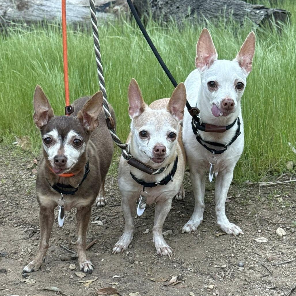 Bruno — thumbnail 2