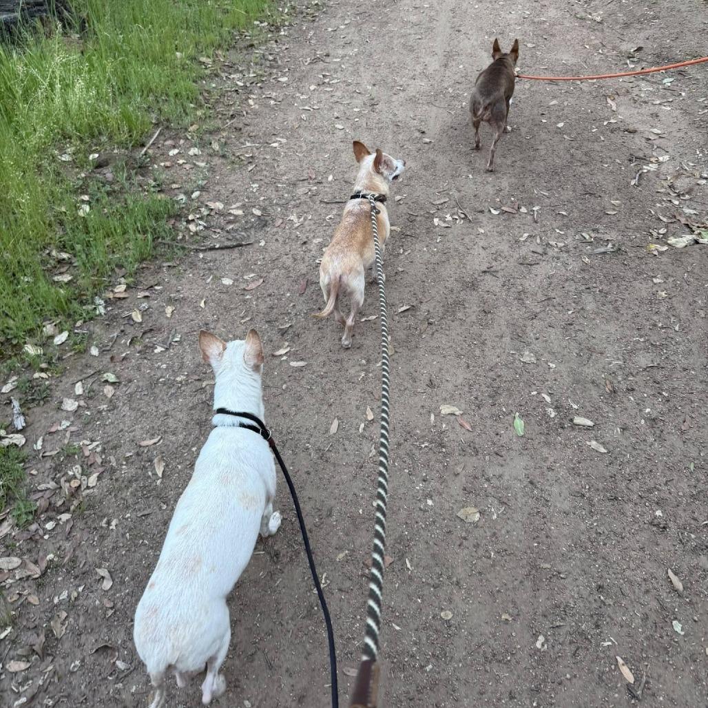 Bruno — thumbnail 4