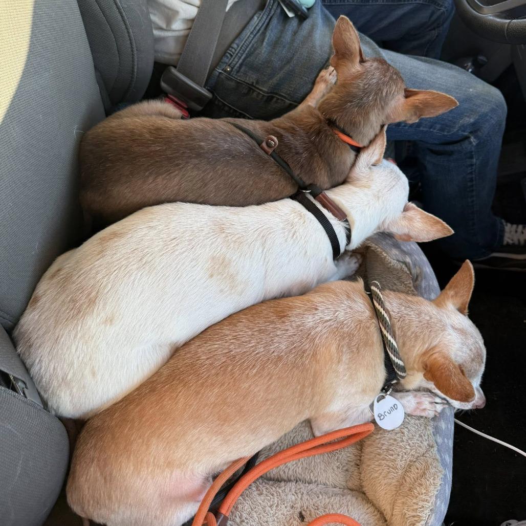 Bruno — thumbnail 5