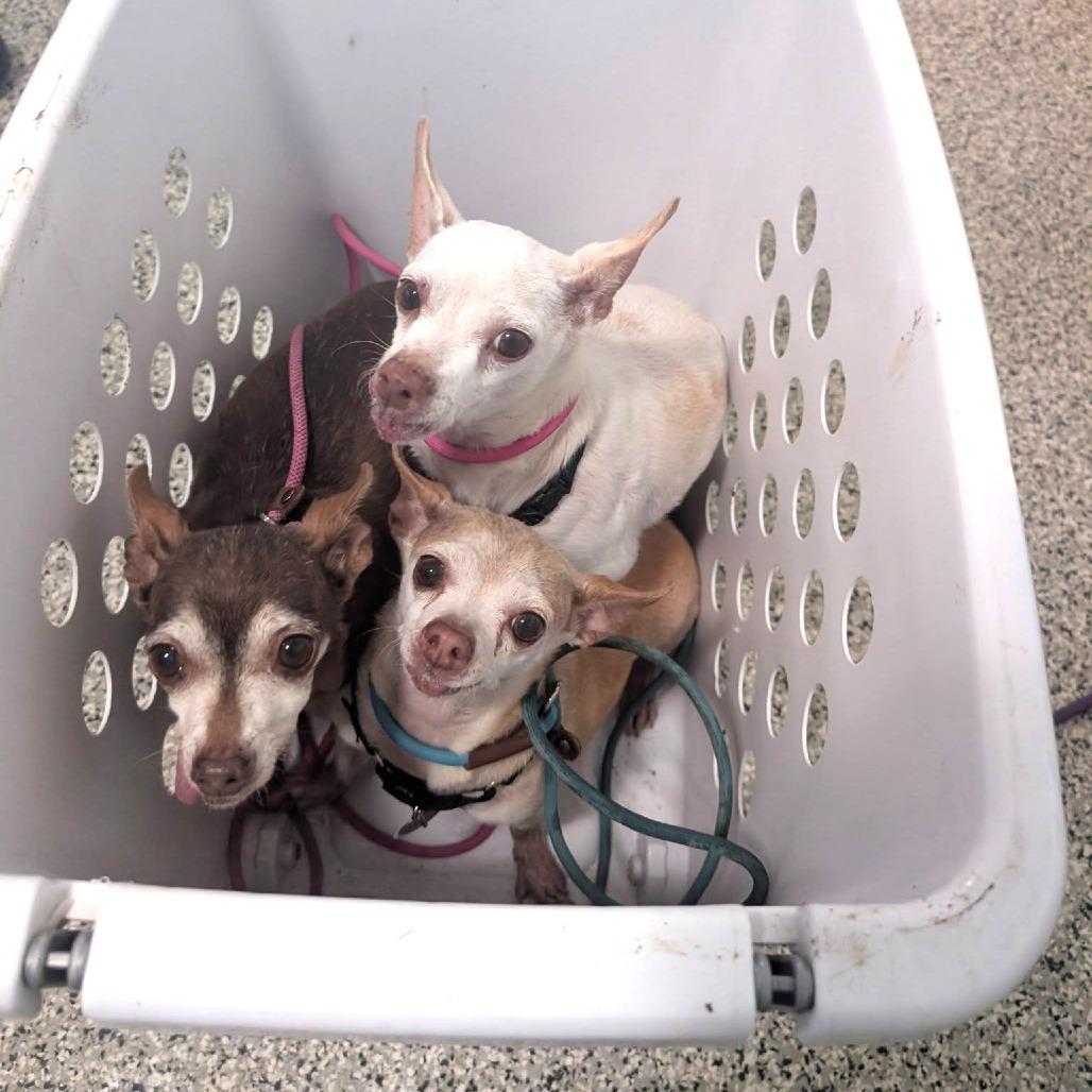 Bruno — thumbnail 6