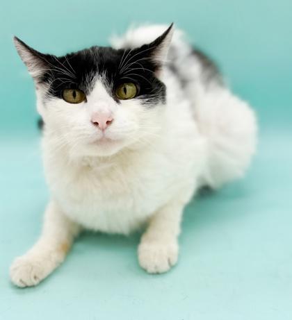Sessy, Adoptable, Adult Female Domestic Short Hair & Domestic Short Hair.