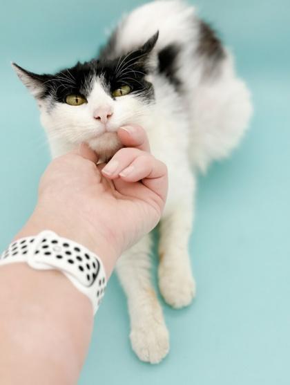 Enlarge Sessy, a Adoptable mixed breed in Bowling Green, KY image 2/2