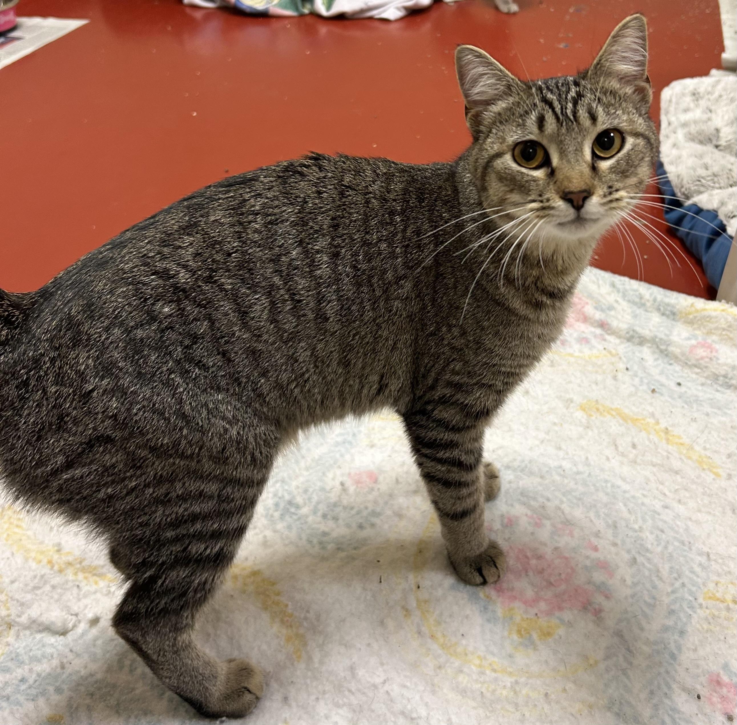 Milkshake, Adoptable, Adult Female Domestic Short Hair.