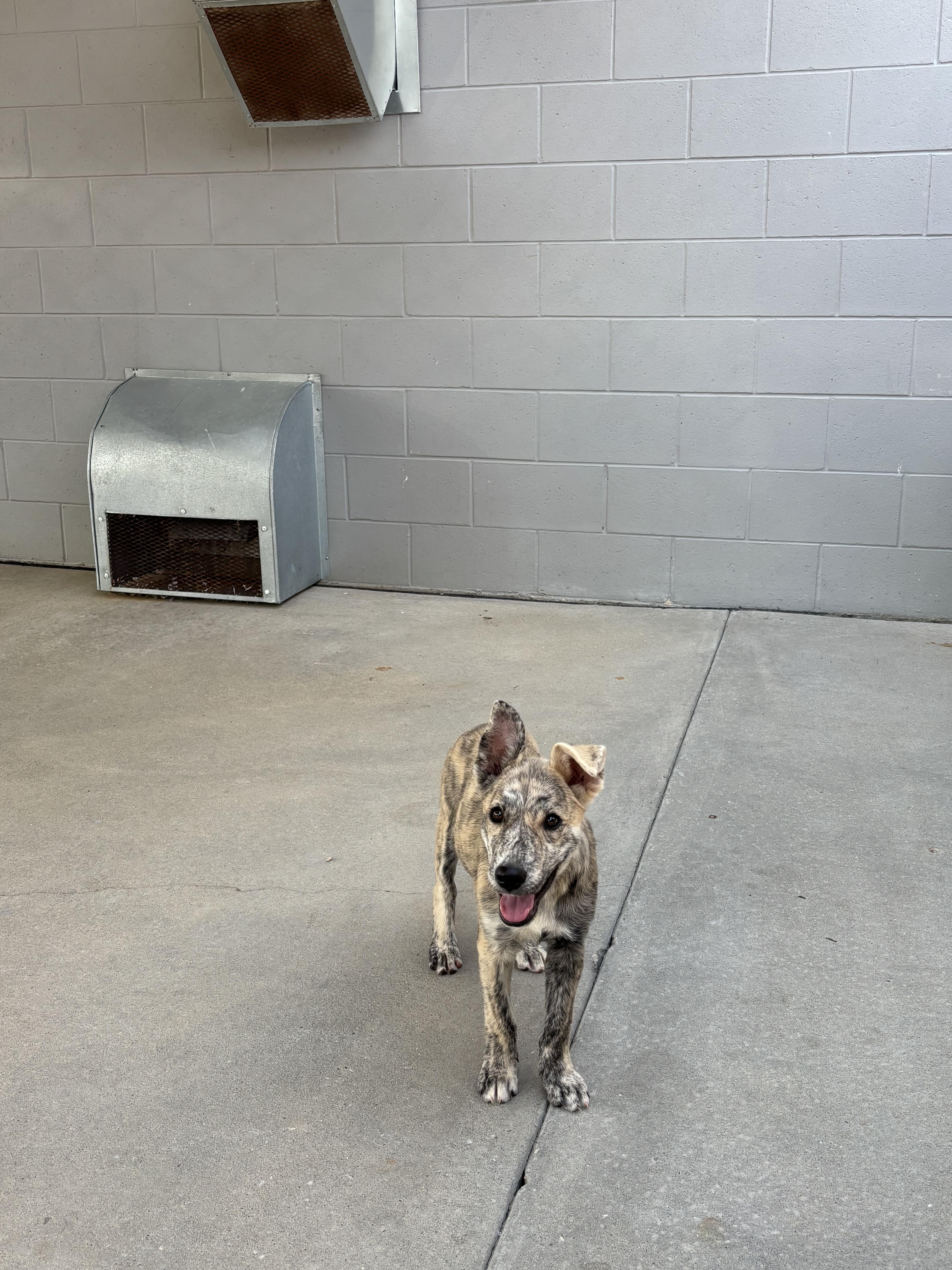 Bochy, Adoptable, Puppy Male Shepherd.