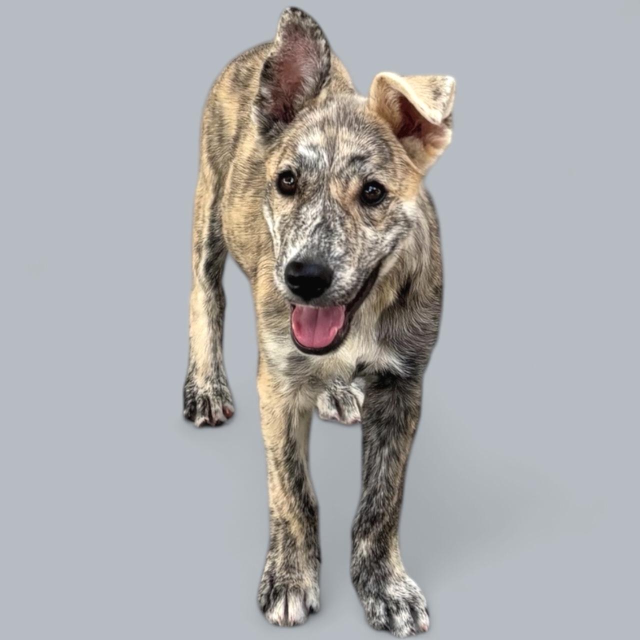 Enlarge Bochy, a Adoptable mixed breed in Troy, AL image 2/3