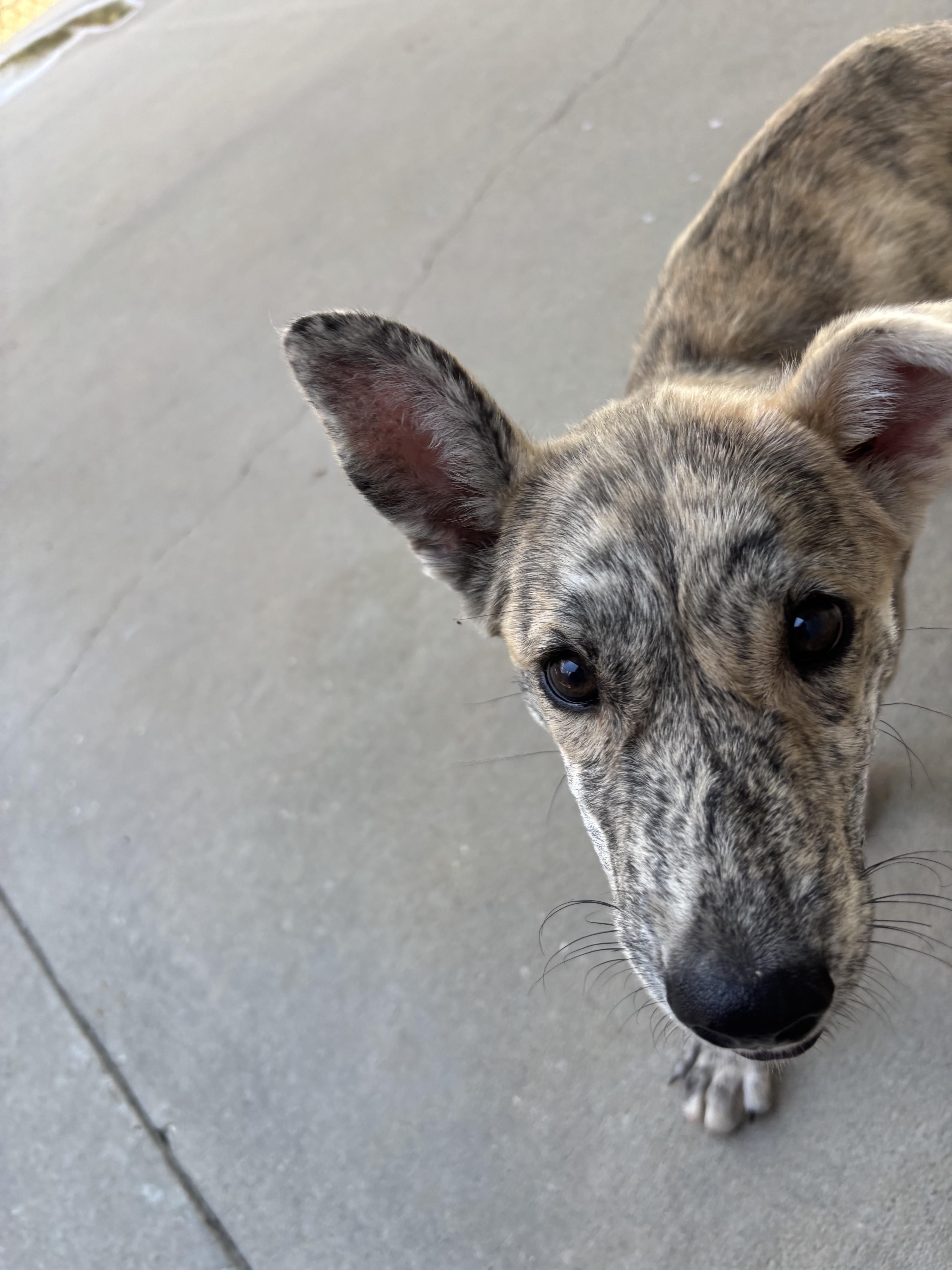Enlarge Bochy, a Adoptable mixed breed in Troy, AL image 3/3